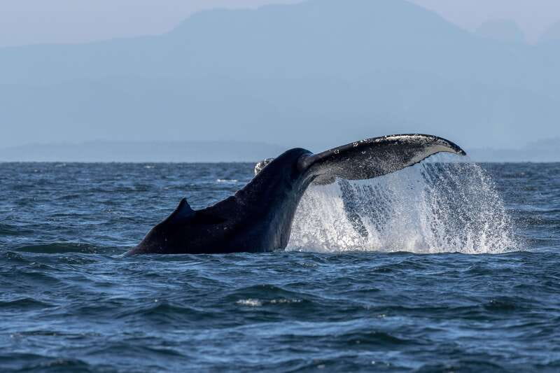 Nanaimo: Whale Watching Open Boat Tour - Learning the Salish Sea before the whales appear