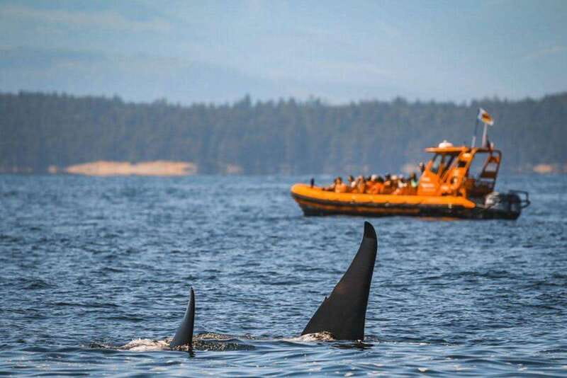 Nanaimo: Whale Watching Open Boat Tour - More than whales: seals, eagles, and island wildlife