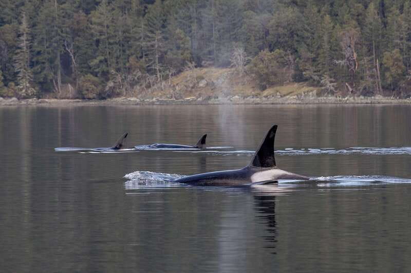 Nanaimo: Whale Watching Open Boat Tour - The conservation talk at the end