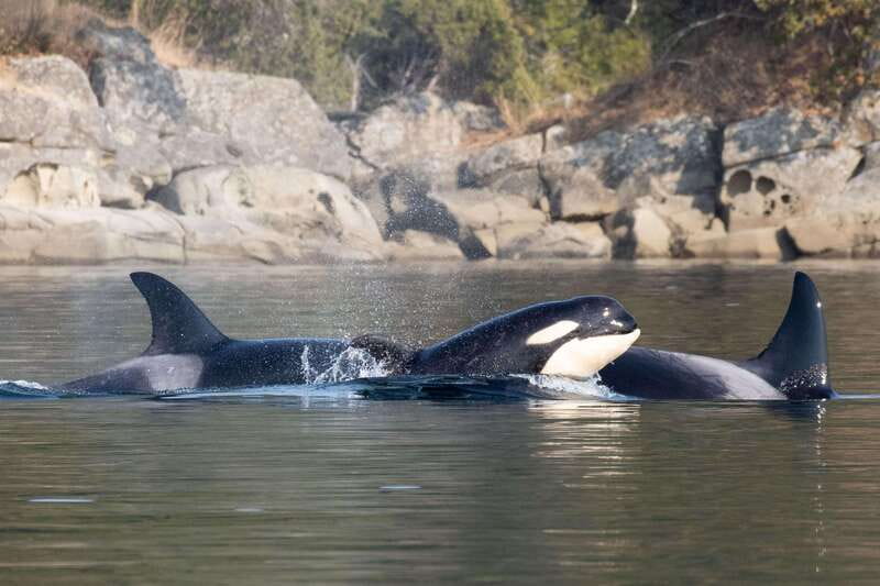 Nanaimo: Whale Watching Open Boat Tour - The open-boat comfort test