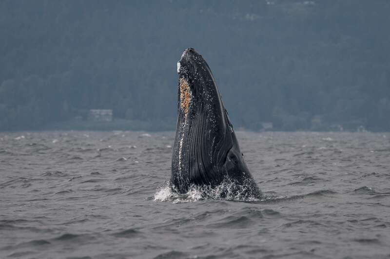 Nanaimo: Whale Watching Semi-Covered Boat Tour - Key points before you book