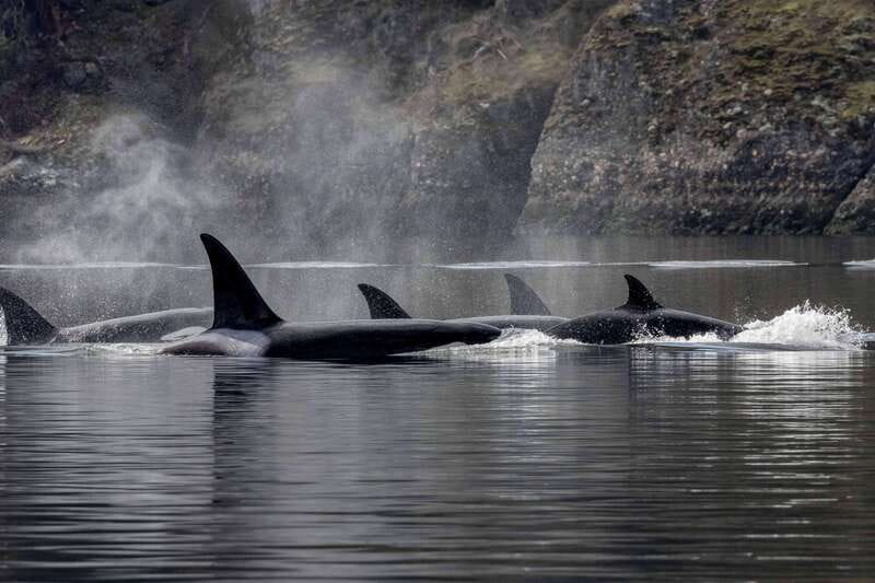 Nanaimo: Whale Watching Semi-Covered Boat Tour - Meeting the boat on Nanaimo’s Front Street