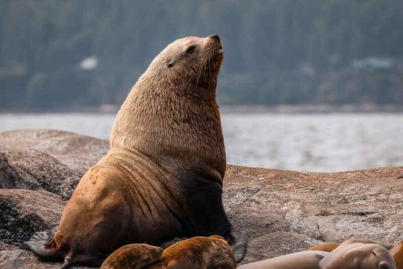 Nanaimo: Whale Watching Semi-Covered Boat Tour - Guides who explain more than the obvious