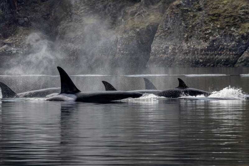 Nanaimo: Whale Watching Semi-Covered Boat Tour - The conservation talk at the end