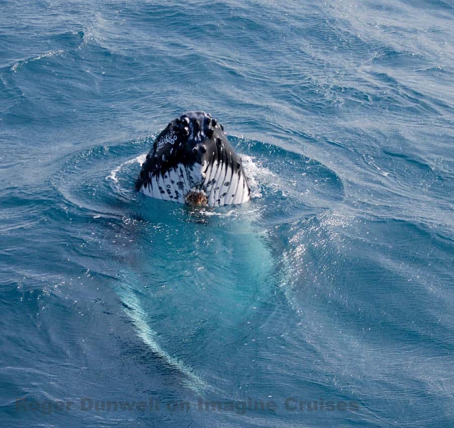 Nelson Bay: Whale and Dolphin Watching Catamaran Cruise - Key Points Before You Book