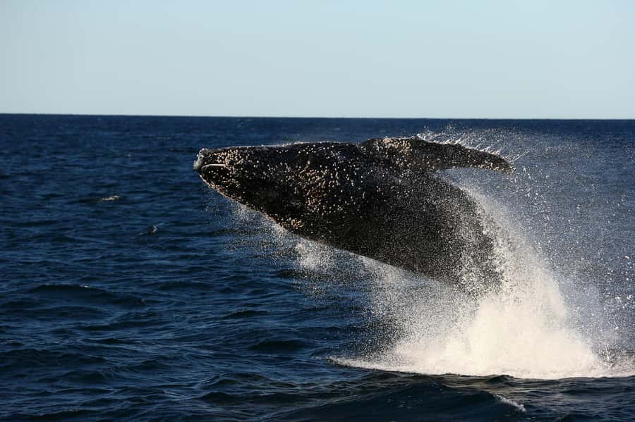 Nelson Bay: Whale and Dolphin Watching Catamaran Cruise - Leaving From d’Albora Nelson Bay
