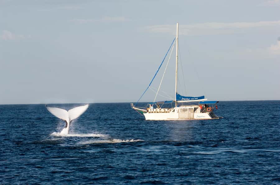 Nelson Bay: Whale and Dolphin Watching Catamaran Cruise - Searching for Migrating Humpbacks