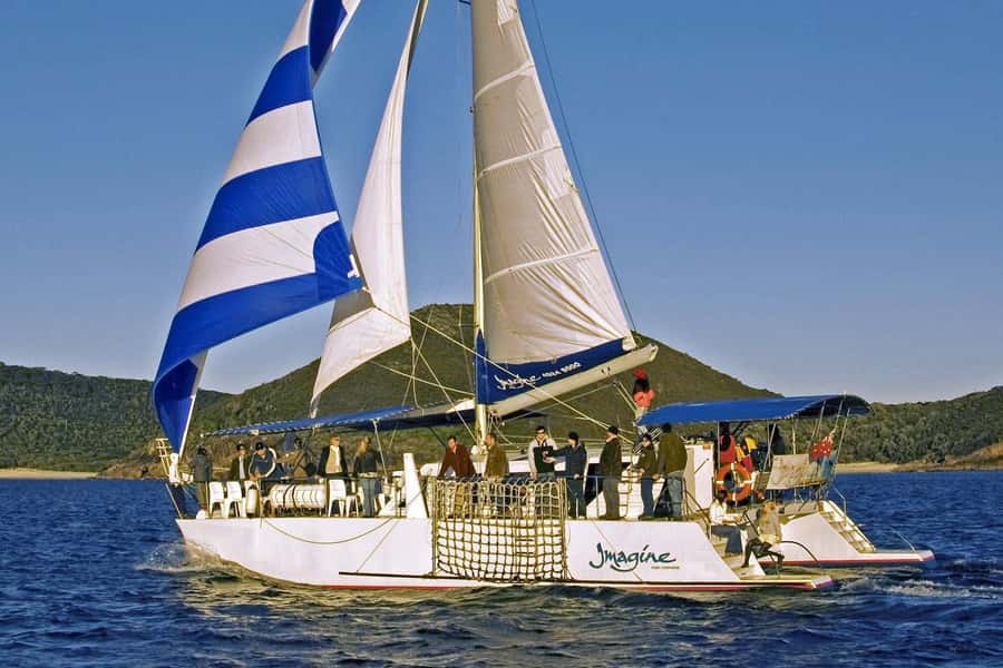 Nelson Bay: Whale and Dolphin Watching Catamaran Cruise - Is $63 Good Value for Three Hours?