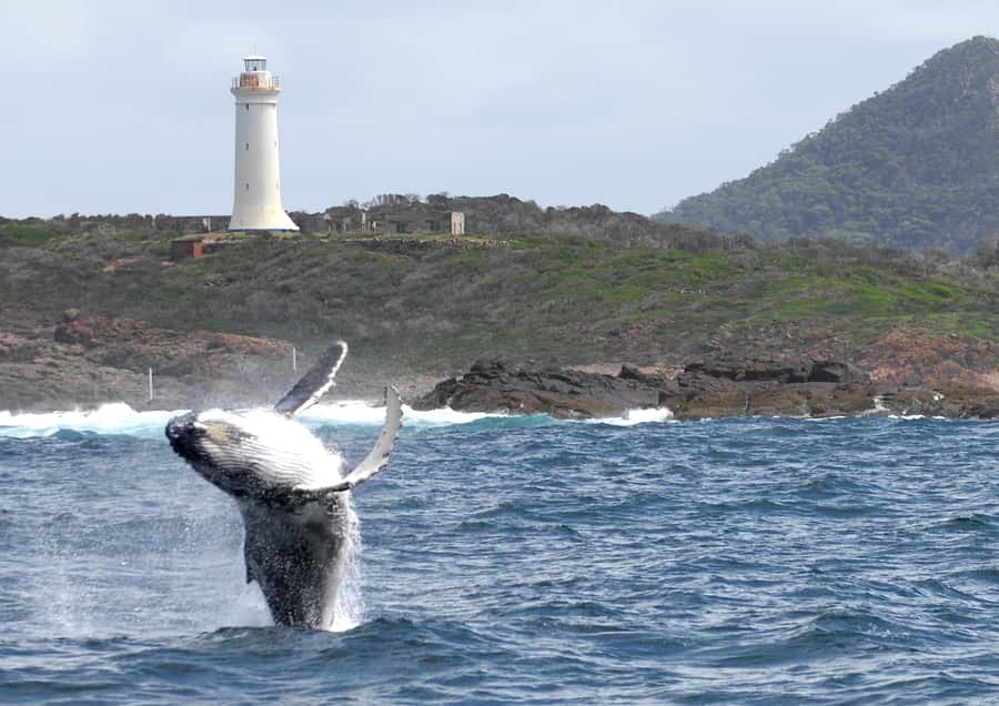 Nelson Bay: Whale and Dolphin Watching Catamaran Cruise - Weather, Seasickness, and Practical Limits