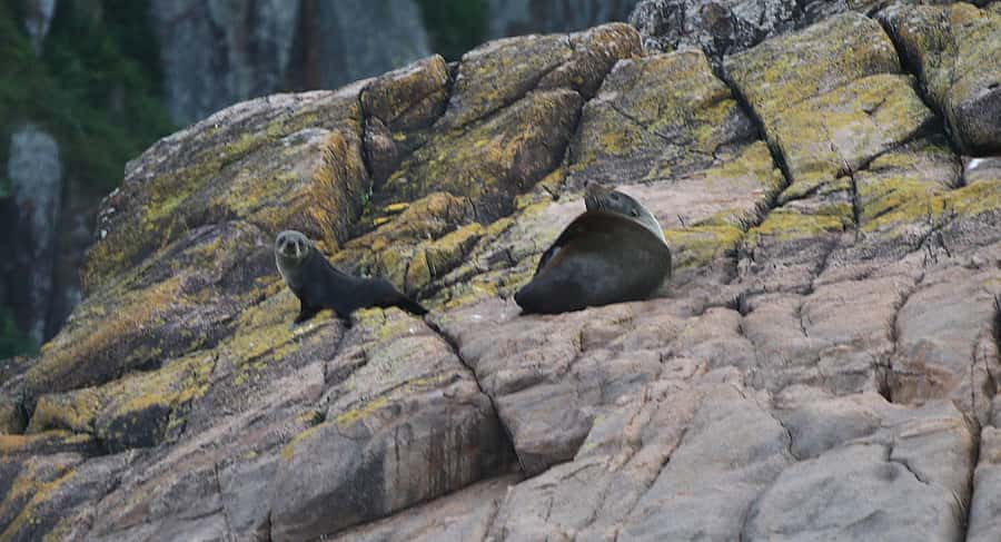 Nelson Bay: Whale and Dolphin Watching Catamaran Cruise - Who Should Book the Nelson Bay Cruise?