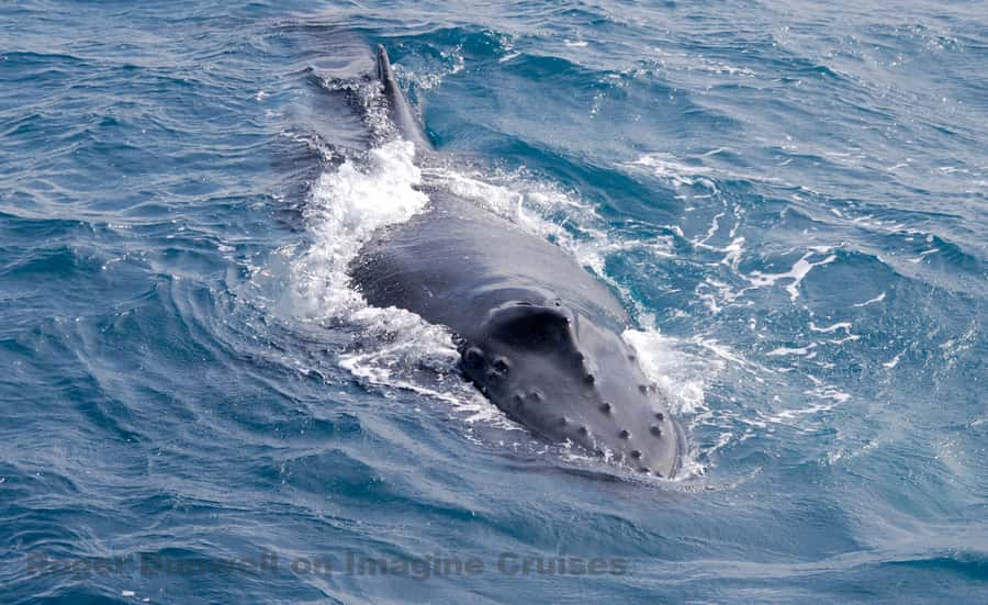 Nelson Bay: Whale and Dolphin Watching Catamaran Cruise - What the 54-Foot Catamaran Feels Like