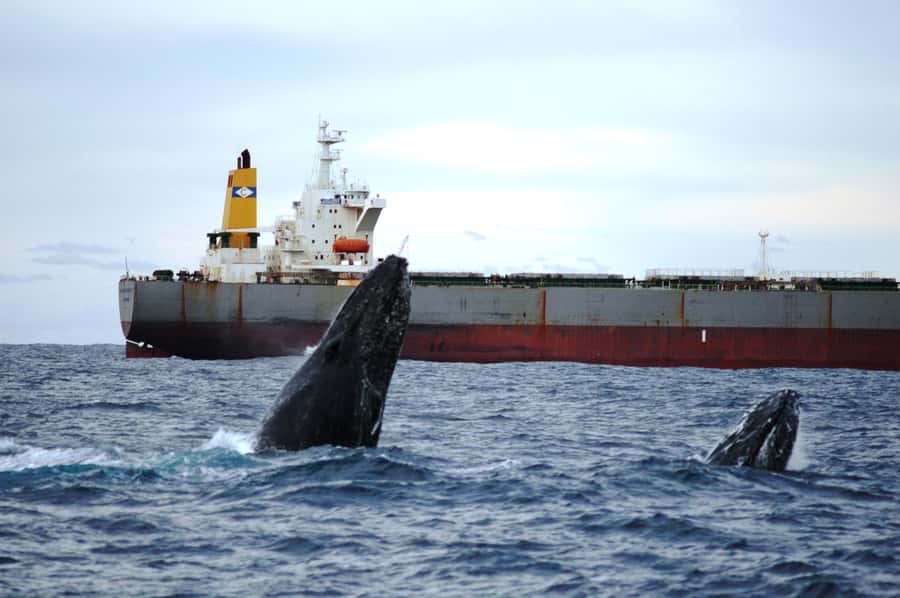 Newcastle: Humpback Whale Watching Cruise and Harbor Tour - Key things to know before you go