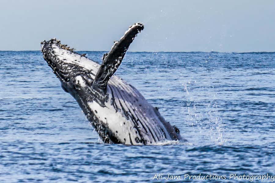 Newcastle: Humpback Whale Watching Cruise and Harbor Tour - Why this Newcastle cruise is worth considering