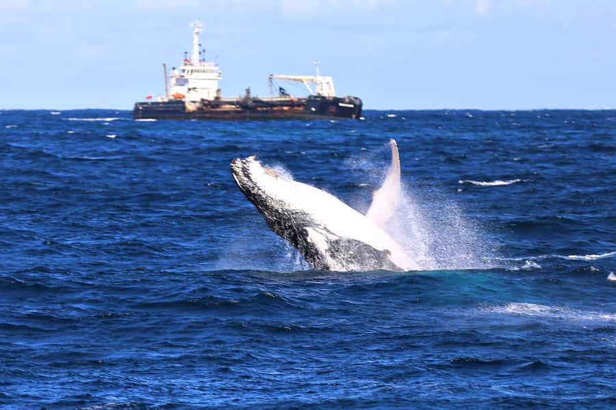 Newcastle: Humpback Whale Watching Cruise and Harbor Tour - From Newcastle Harbor to the open coast