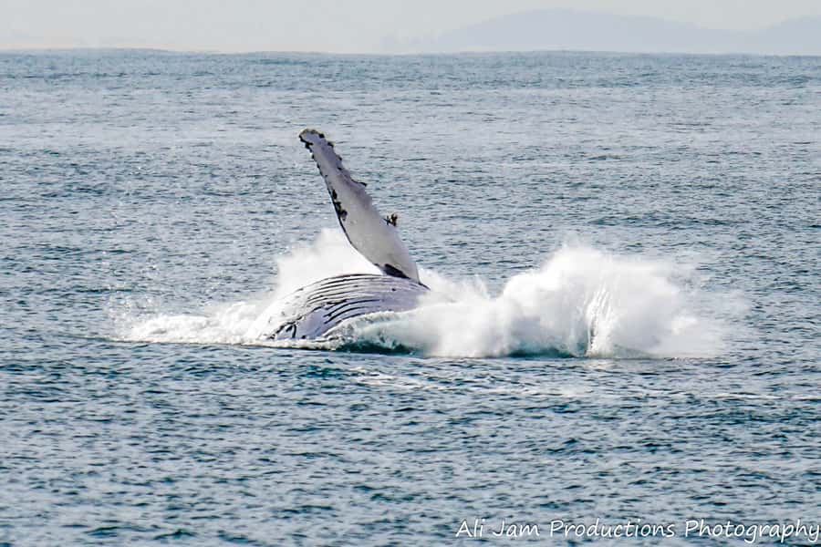 Newcastle: Humpback Whale Watching Cruise and Harbor Tour - Who will enjoy this cruise most