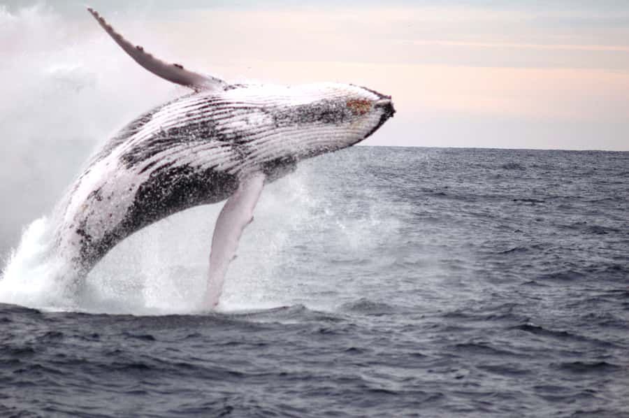 Newcastle: Humpback Whale Watching Cruise and Harbor Tour - Practical timing and booking advice