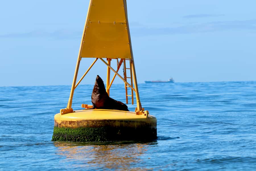 Newcastle: Small Group Humpback Whale Encounter Tour - Key points at a glance