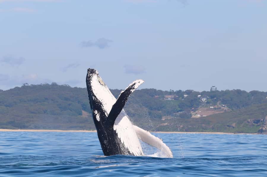 Newcastle: Small Group Humpback Whale Encounter Tour - Starting at Honeysuckle Foreshore