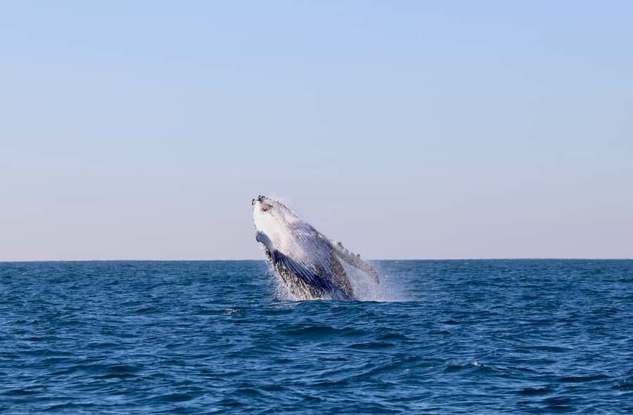 Newcastle: Small Group Humpback Whale Encounter Tour - Humpback whales in the migration season