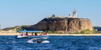 Newcastle: Small Group Humpback Whale Encounter Tour