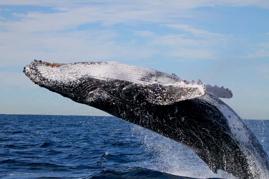 Newcastle: Small Group Humpback Whale Encounter Tour - Staying comfortable on a moving boat