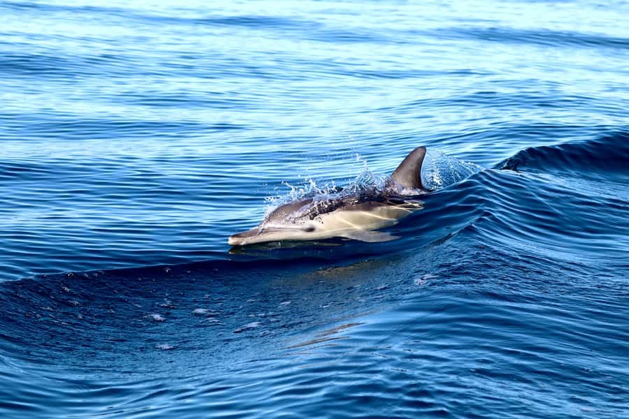 Newcastle: Small Group Humpback Whale Encounter Tour - Who should book this Newcastle whale tour?