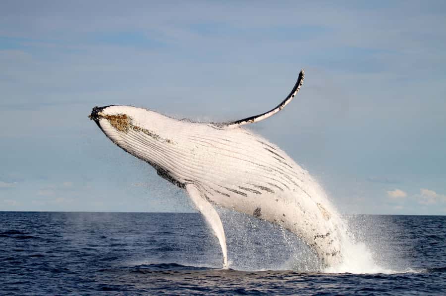 Newcastle: Small Group Humpback Whale Encounter Tour - Booking details worth knowing