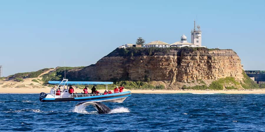 Newcastle: Small Group Humpback Whale Encounter Tour - Out of the harbour and along Newcastle’s coast