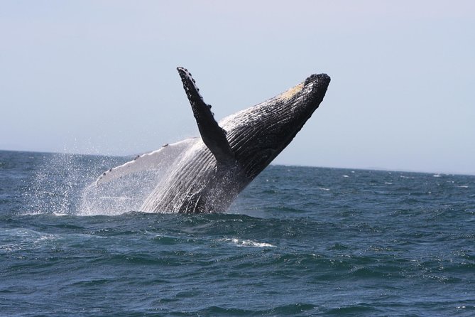 Newcastle Whale Watching Cruise - Key points to know before you book