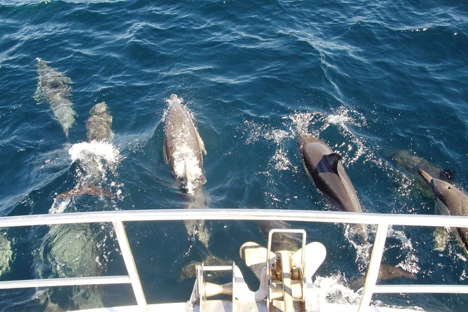 Newcastle Whale Watching Cruise - Newcastle’s humpback migration in context