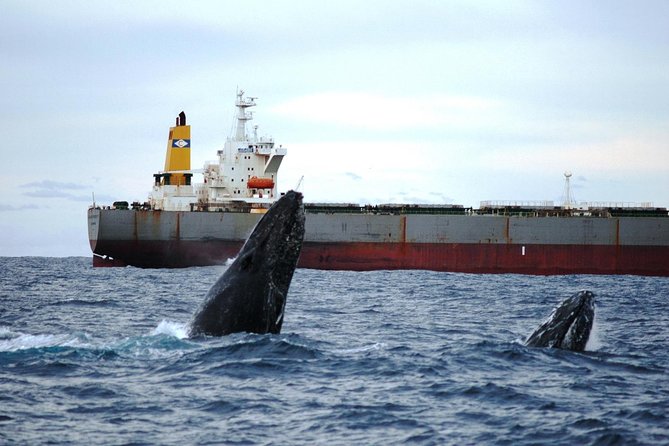 Newcastle Whale Watching Cruise - Smart ways to prepare for the boat