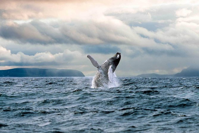 Newfoundland Puffin and Whale Watch Cruise - Stop Two: Bull Head And The Route To Iceberg Alley