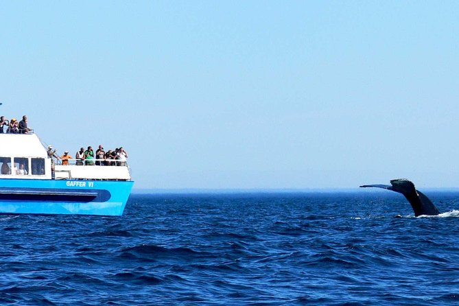 Newfoundland Puffin and Whale Watch Cruise - Stop Three: Witless Bay Ecological Reserve And Gull Island