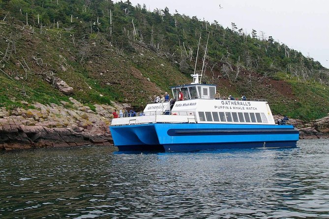 Newfoundland Puffin and Whale Watch Cruise - Whale Watching: Wonderful When It Works, Uncertain By Design