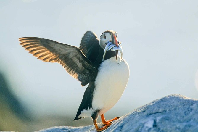 Newfoundland Puffin and Whale Watch Cruise - The Newfoundland Flavor Onboard