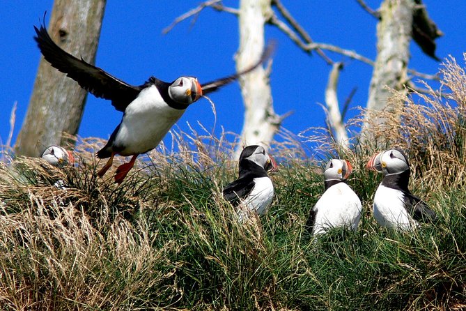 Newfoundland Puffin and Whale Watch Cruise - Timing, Weather, And What To Wear