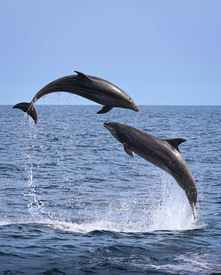 Newport Beach: 2-Hour Whale Watching Tour - Key points before you book