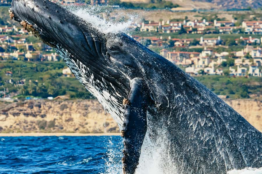Newport Beach: 2-Hour Whale Watching Tour - Balboa Island and Corona del Mar