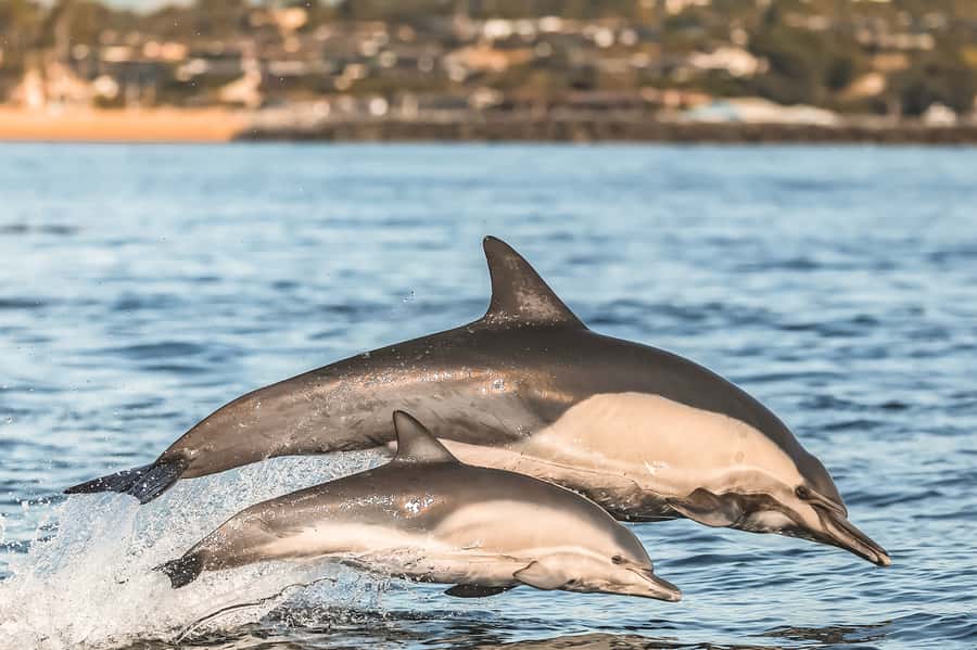 Newport Beach: 2-Hour Whale Watching Tour - Crystal Cove and the Newport-Laguna coast
