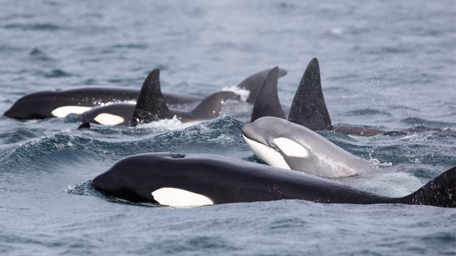 Newport Beach: 2-Hour Whale Watching Tour - What the wildlife sightings are really like