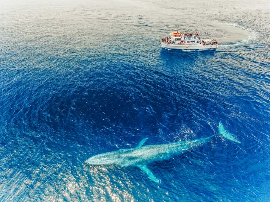 Newport Beach: 2-Hour Whale Watching Tour - Price, drinks, and the value of the outing