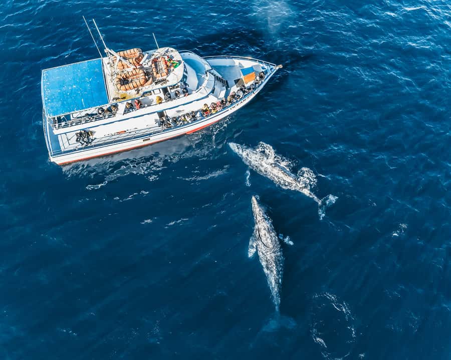 Newport Beach: 2-Hour Whale Watching Tour - Who should book this experience