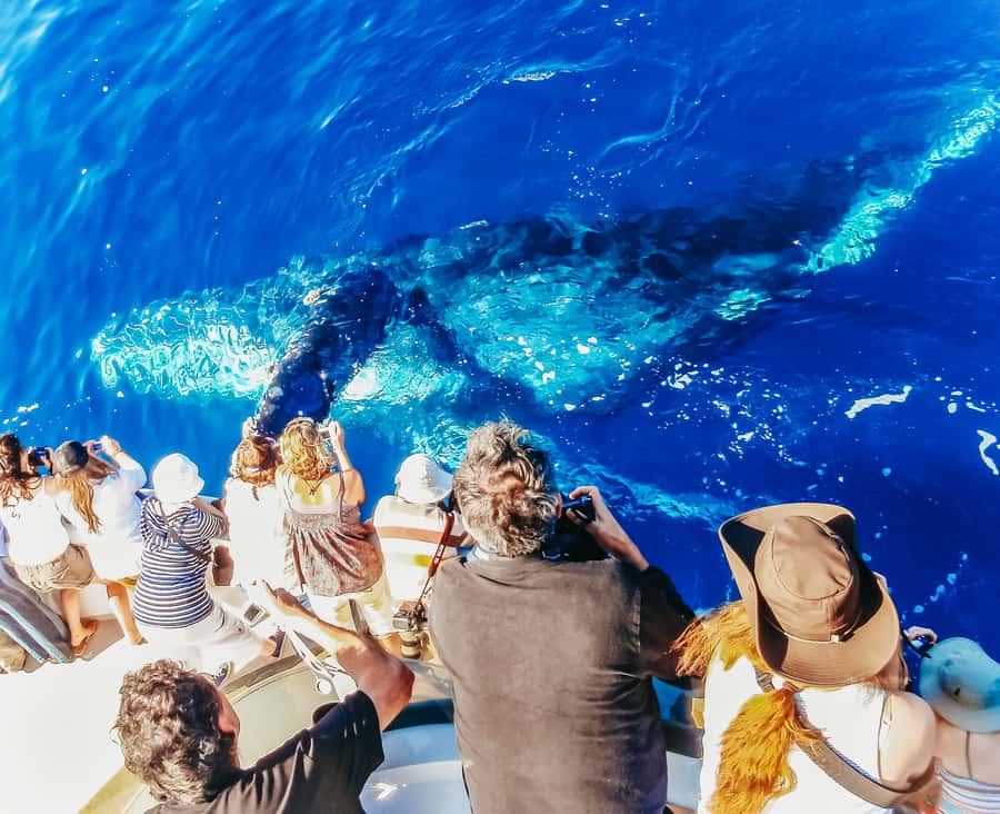 Newport Beach: 2-Hour Whale Watching Tour - From Balboa Pavilion to the Pacific
