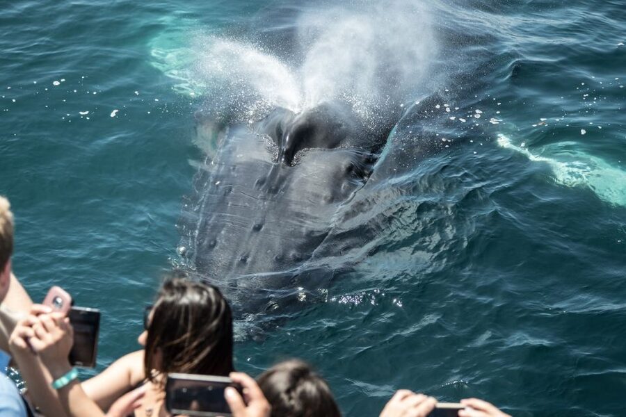 Newport Beach: Luxury Whale Watching Catamaran Cruise - The route from Balboa Island to The Wedge