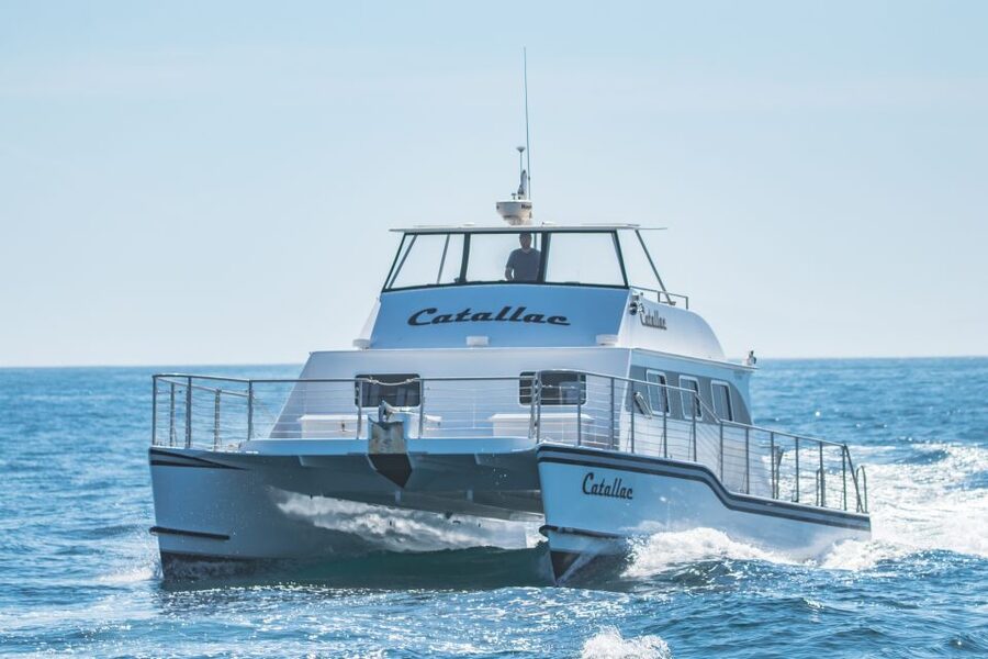 Newport Beach: Luxury Whale Watching Catamaran Cruise - Dolphins, whales, and realistic expectations