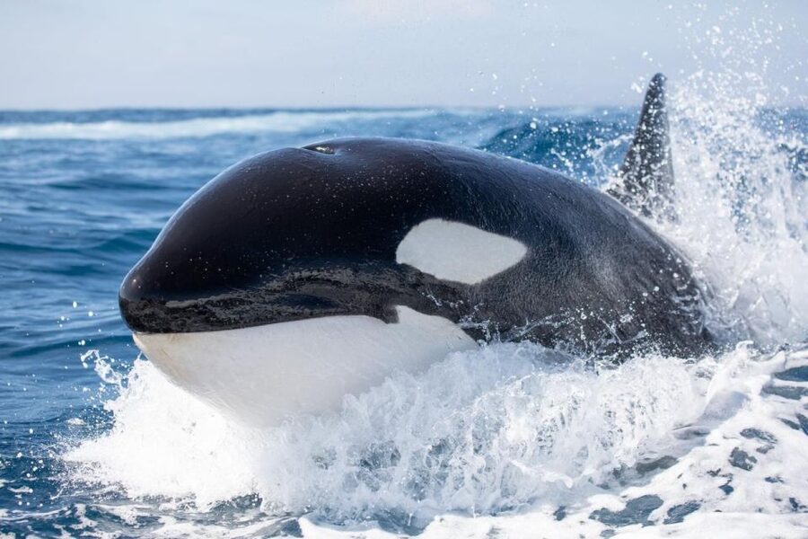 Newport Beach: Luxury Whale Watching Catamaran Cruise - Should you book Newport Beach’s catamaran cruise?