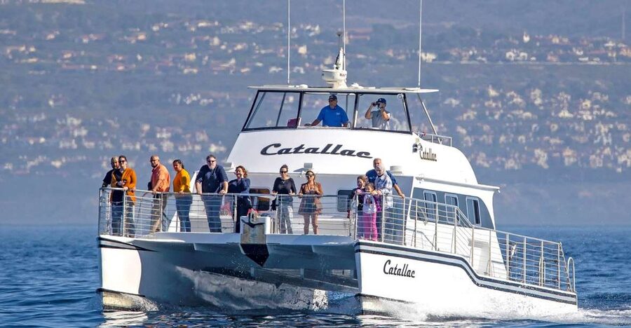 Newport Beach: Luxury Whale Watching Catamaran Cruise - What the 150-minute cruise feels like