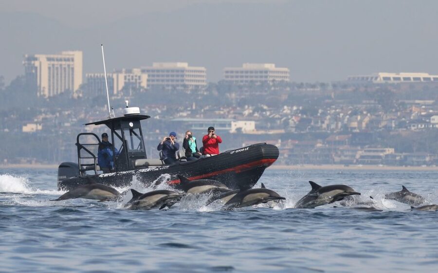 Newport Beach: Ultimate Whale Watching Adventure - Key things to know before you book