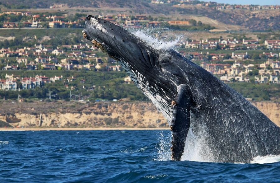Newport Beach: Ultimate Whale Watching Adventure - Leaving Newport Harbor on a 15-person RIB