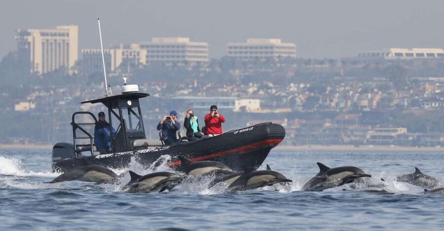 Newport Beach: Ultimate Whale Watching Adventure - Dolphins are often the main event